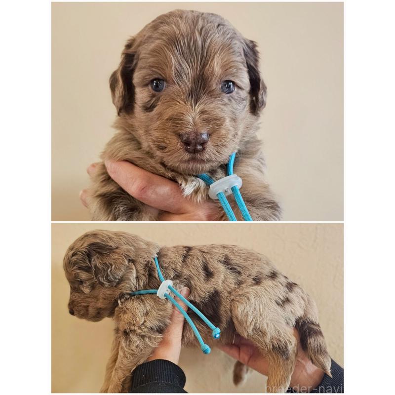 販売中の長野県のミックス犬-442537の2枚目