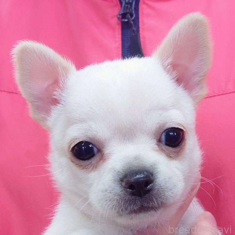 販売中の山口県のチワワ(スムースコート)-439488