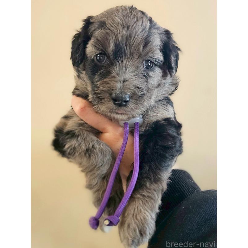 販売中の長野県のミックス犬-442538