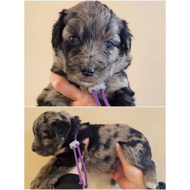 販売中の長野県のミックス犬-442538の2枚目