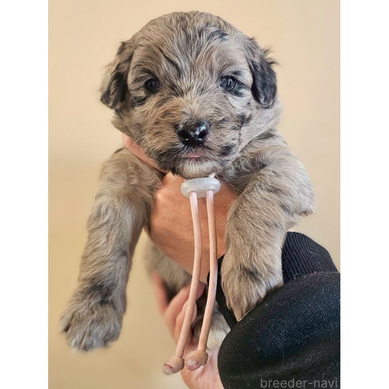 販売中の長野県のミックス犬-442539の1枚目