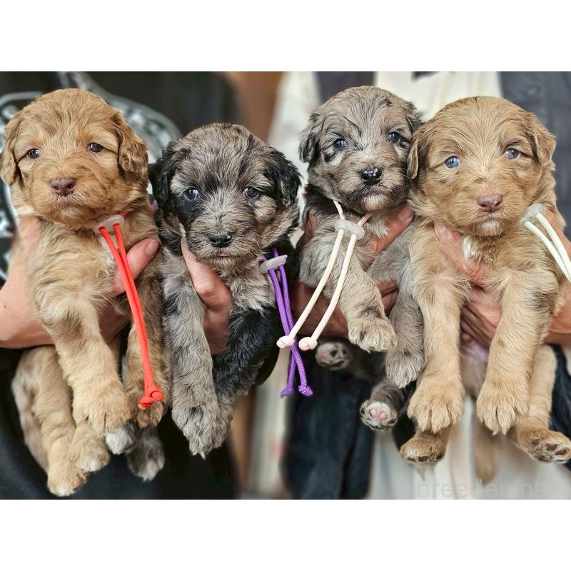 販売中の長野県のミックス犬-442539の3枚目