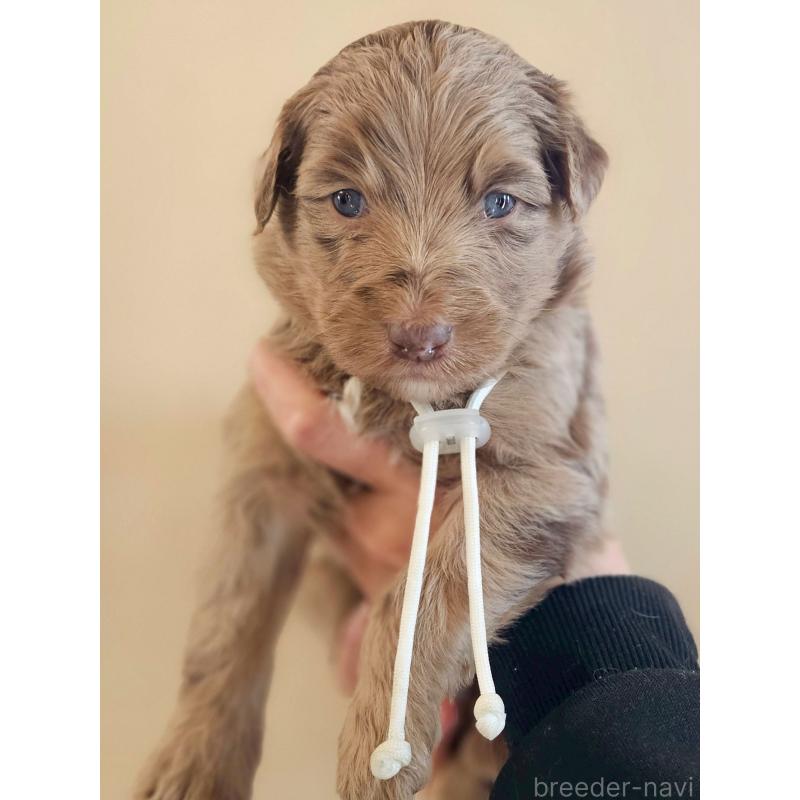 商談中の長野県のミックス犬-442540の1枚目