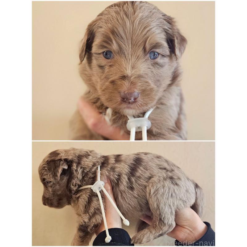 商談中の長野県のミックス犬-442540の2枚目