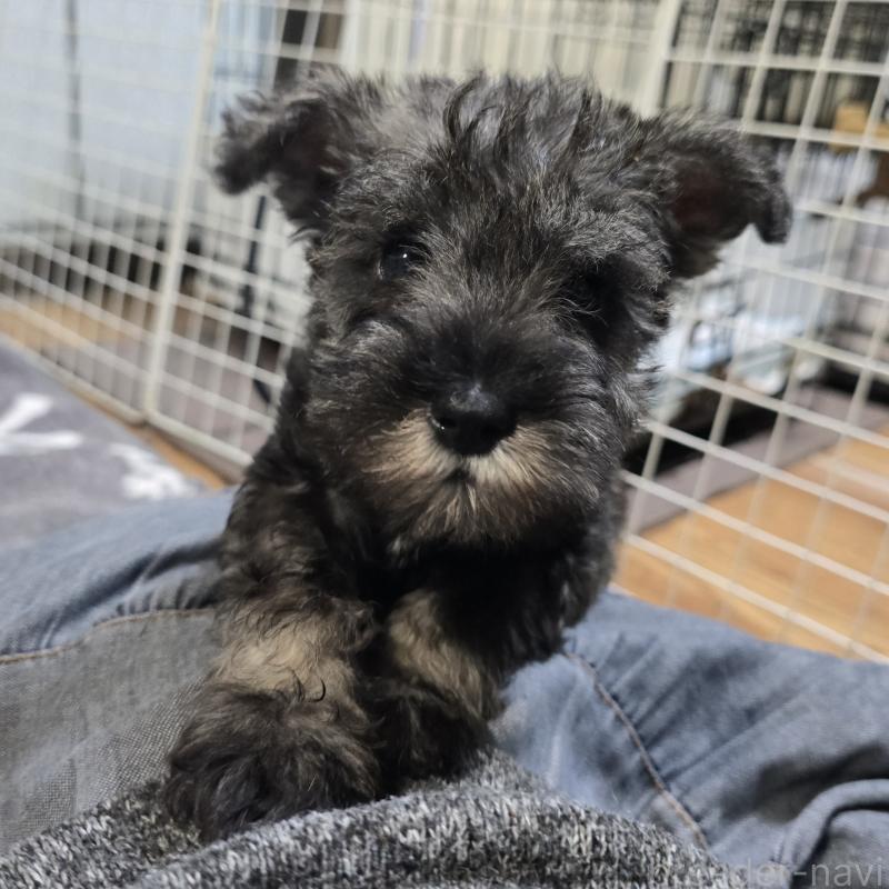 成約済の岡山県のミニチュアシュナウザー-435085の1枚目