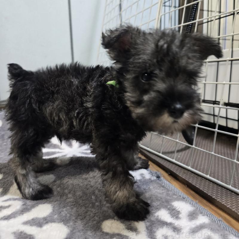 成約済の岡山県のミニチュアシュナウザー-435085の3枚目