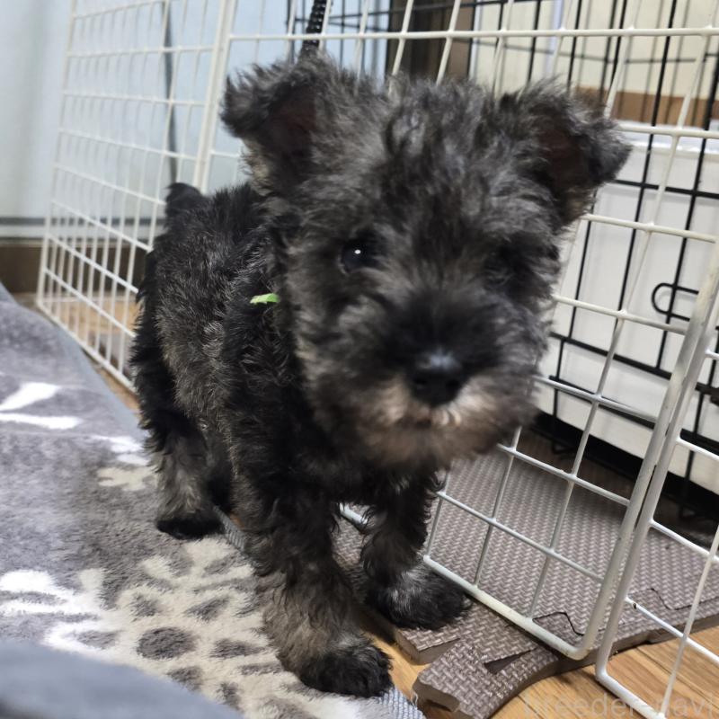 成約済の岡山県のミニチュアシュナウザー-435085の2枚目