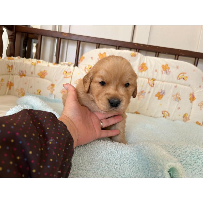 販売中の福岡県のゴールデンレトリーバー-438198の9枚目