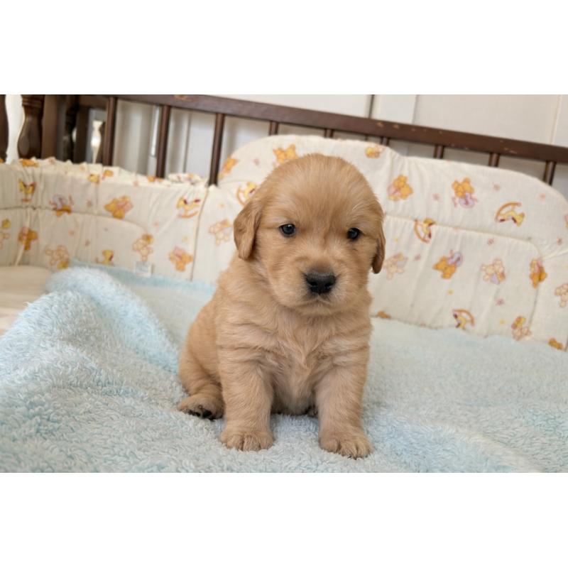 販売中の福岡県のゴールデンレトリーバー-438198の8枚目