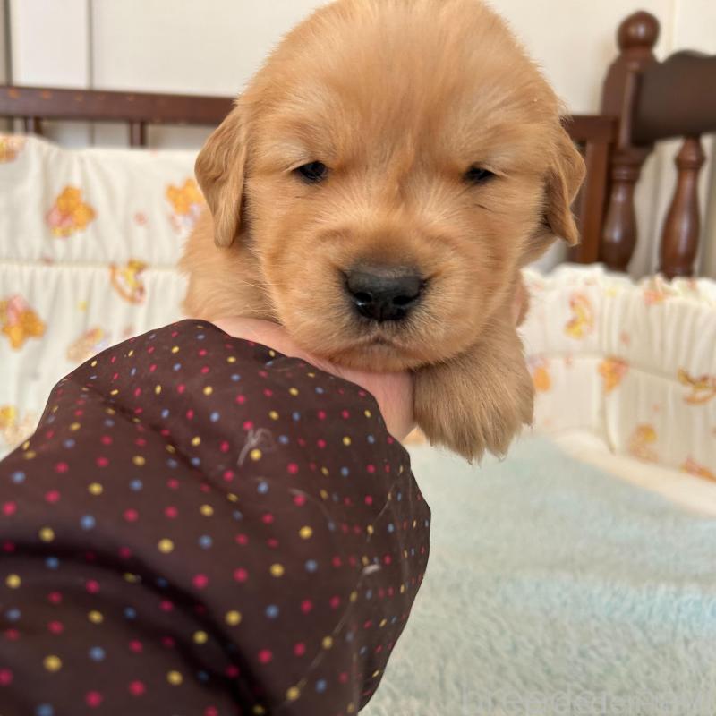 販売中の福岡県のゴールデンレトリーバー-438198の7枚目