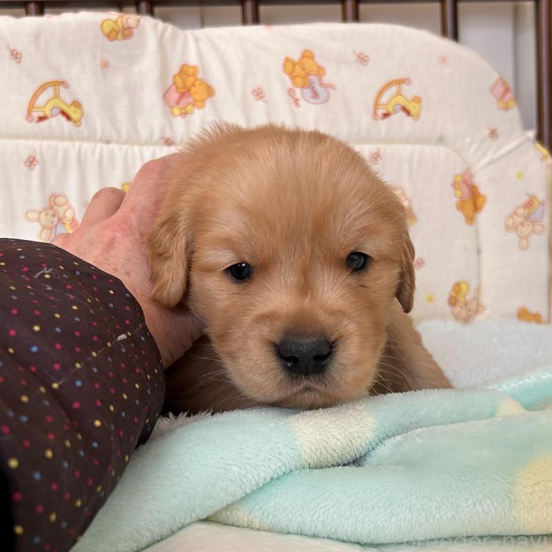 販売中の福岡県のゴールデンレトリーバー-438198の6枚目