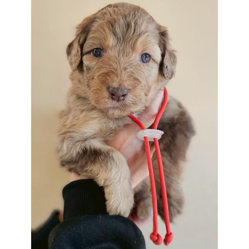 販売中の長野県のミックス犬-442541