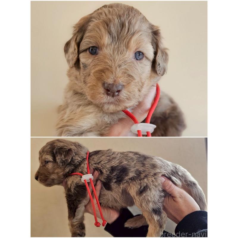 販売中の長野県のミックス犬-442541の2枚目