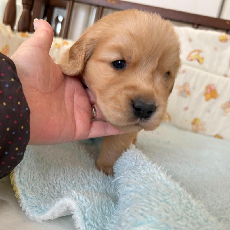 販売中の福岡県のゴールデンレトリーバー-438198の5枚目