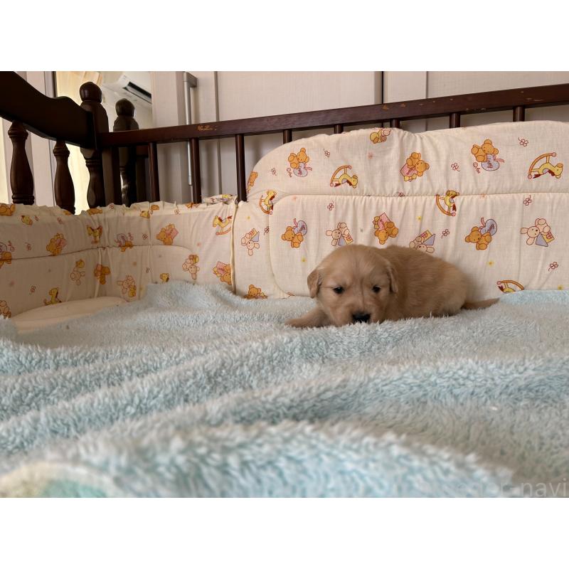 商談中の福岡県のゴールデンレトリーバー-438201の4枚目