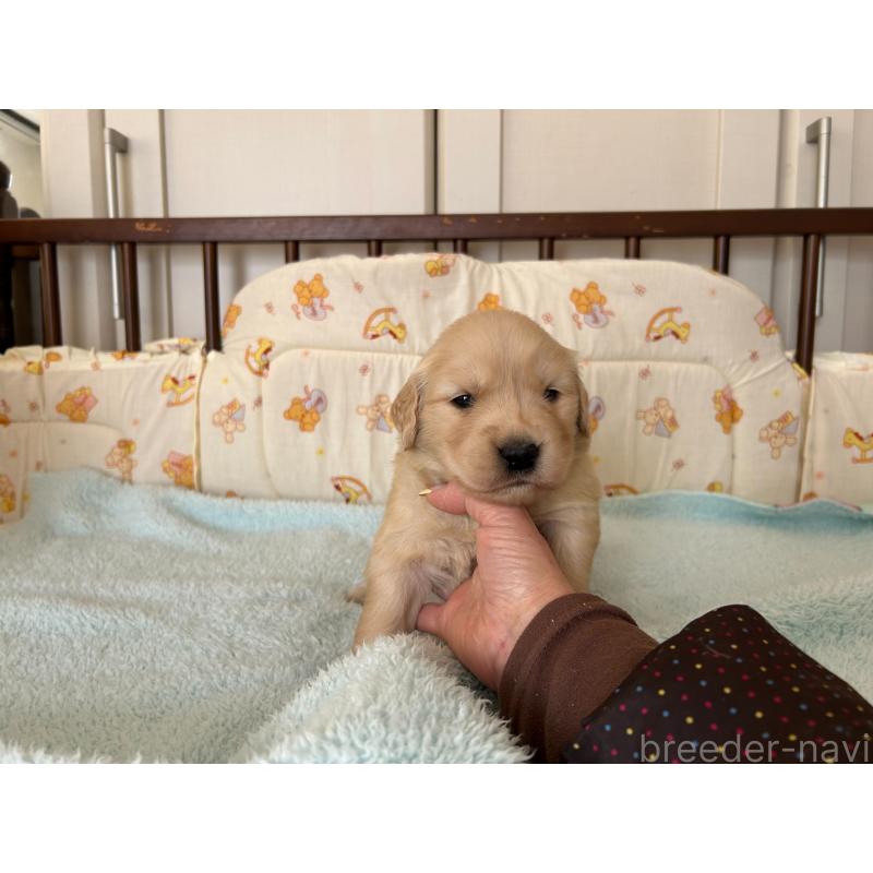 商談中の福岡県のゴールデンレトリーバー-438201の3枚目