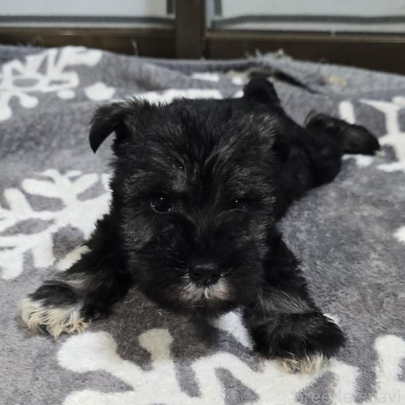 成約済の岡山県のミニチュアシュナウザー-435087の3枚目