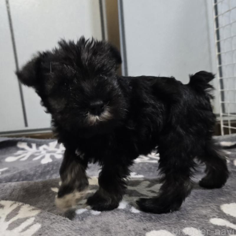 成約済の岡山県のミニチュアシュナウザー-435087の2枚目