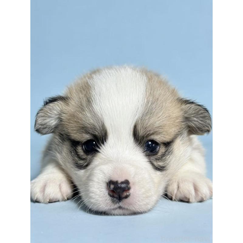 販売中の茨城県のウェルシュコーギーペンブローク-442542