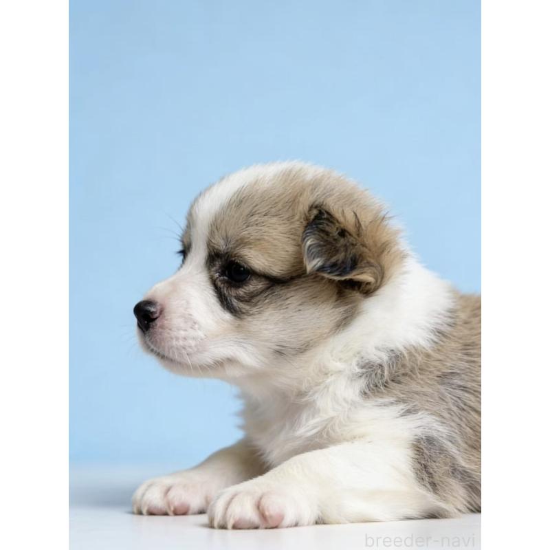 販売中の茨城県のウェルシュコーギーペンブローク-442542の4枚目