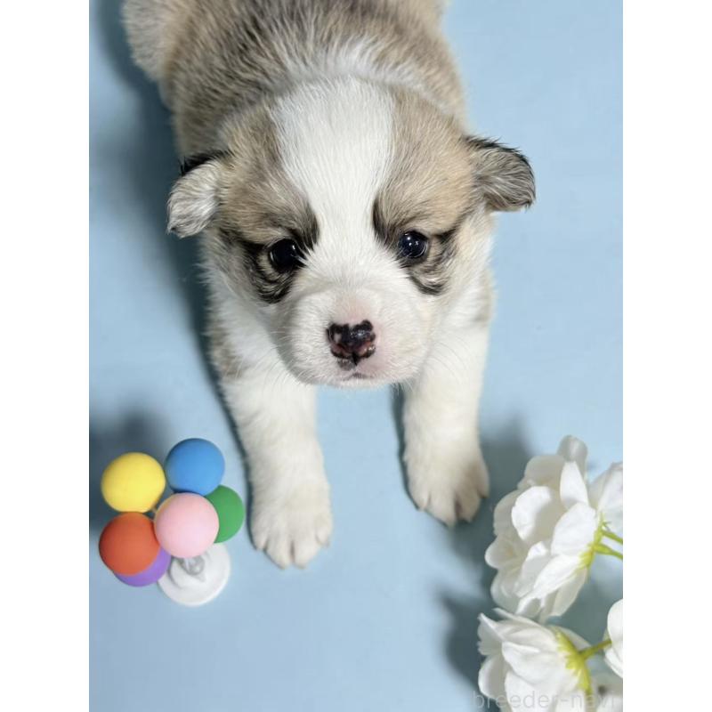 販売中の茨城県のウェルシュコーギーペンブローク-442542の3枚目