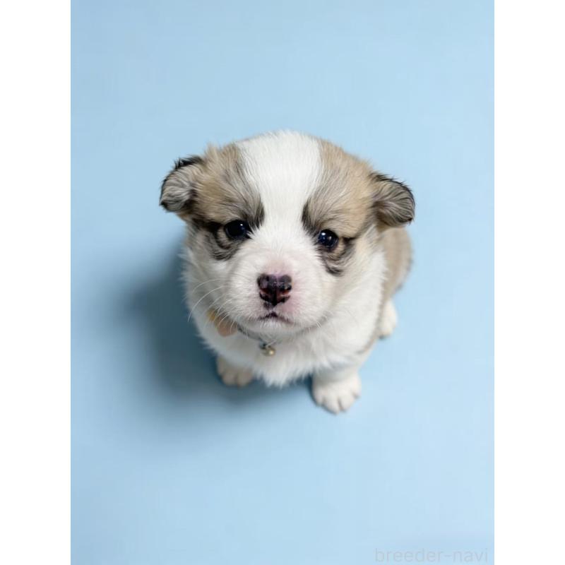 販売中の茨城県のウェルシュコーギーペンブローク-442542の2枚目