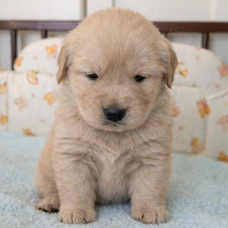 販売中の福岡県のゴールデンレトリーバー-439593