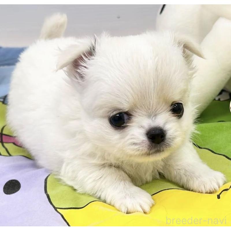 販売中の神奈川県のチワワ(ロングコート)-443032の3枚目