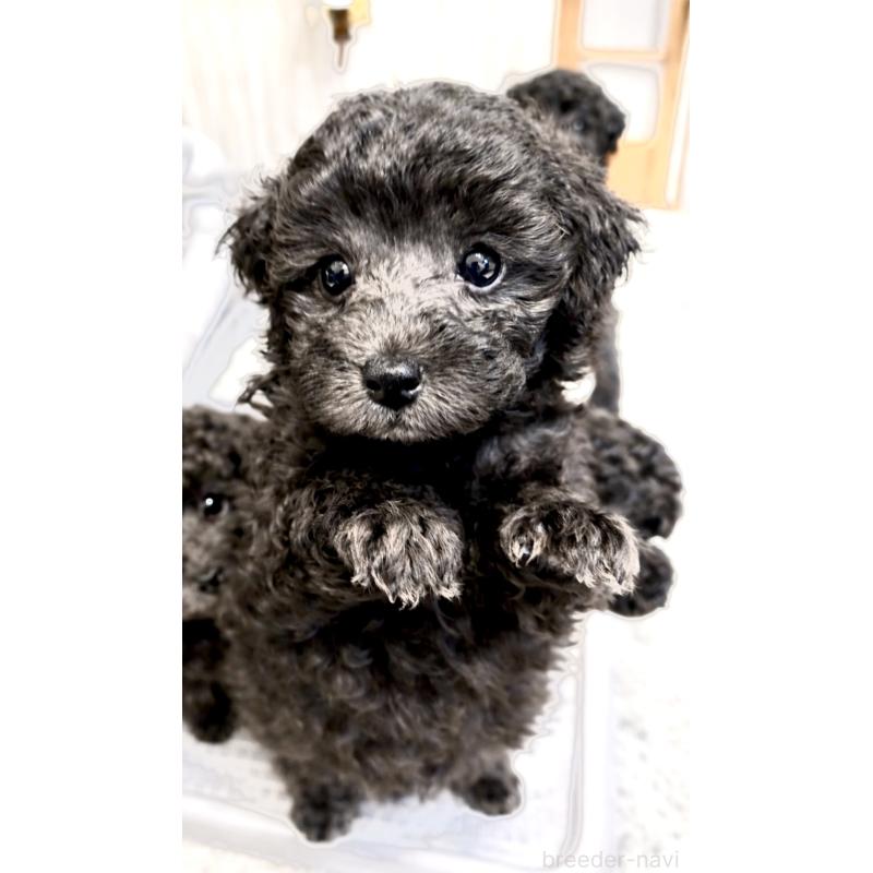 成約済の岡山県のトイプードル-438829の2枚目