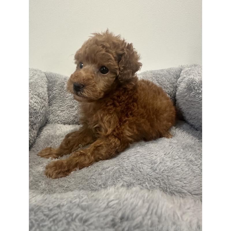 販売中の兵庫県のトイプードル-442546の10枚目