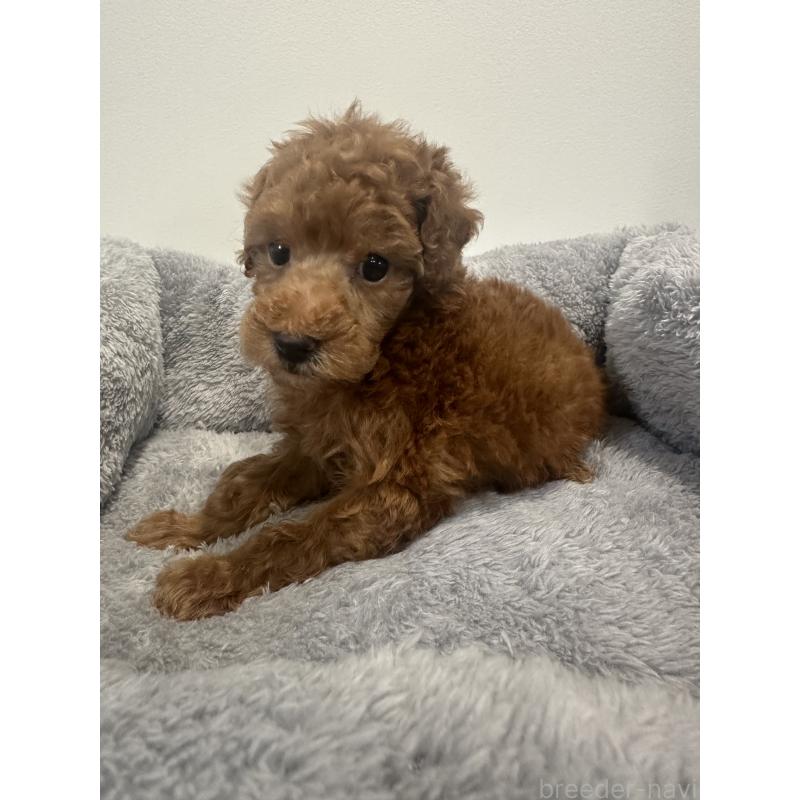 販売中の兵庫県のトイプードル-442546の9枚目