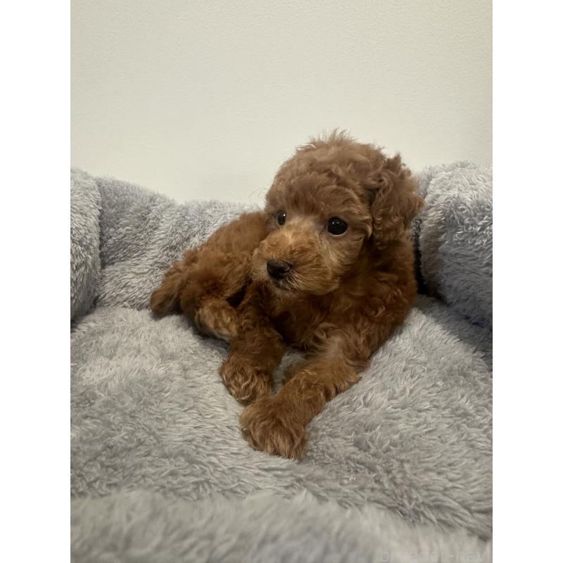 販売中の兵庫県のトイプードル-442546の7枚目