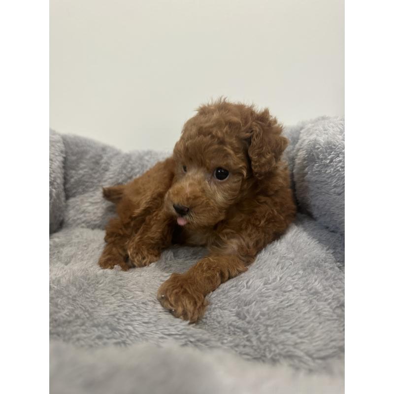 販売中の兵庫県のトイプードル-442546の6枚目