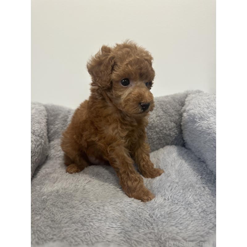 販売中の兵庫県のトイプードル-442546の5枚目