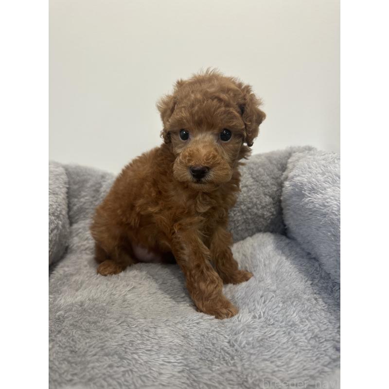 販売中の兵庫県のトイプードル-442546の3枚目