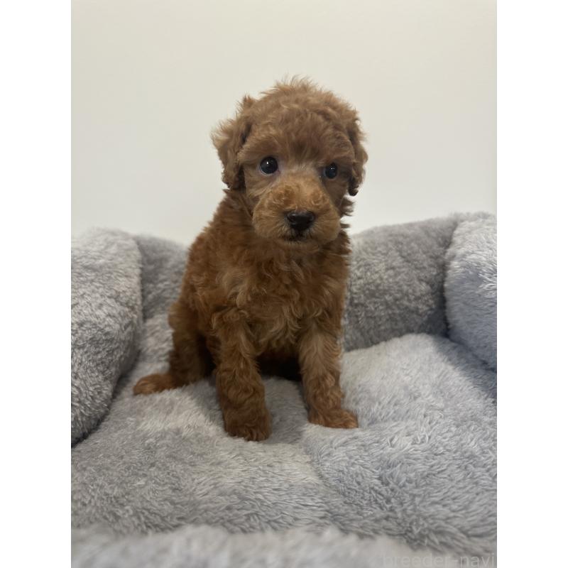 販売中の兵庫県のトイプードル-442546の2枚目