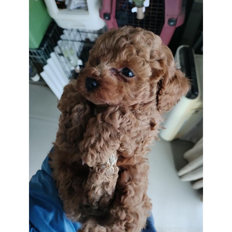 販売中の鹿児島県のトイプードル-442552の8枚目