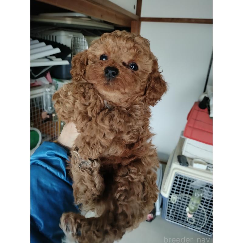 販売中の鹿児島県のトイプードル-442552の5枚目