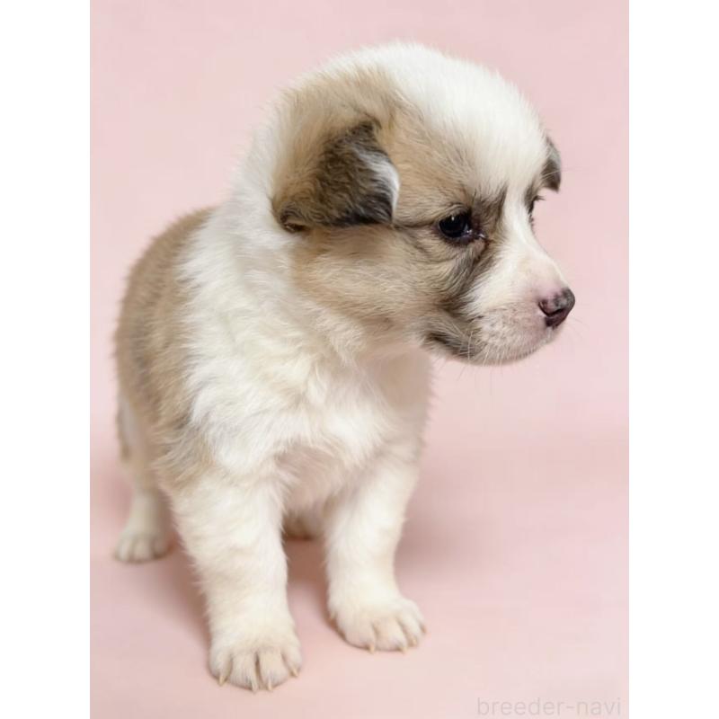 販売中の茨城県のウェルシュコーギーペンブローク-442551の4枚目