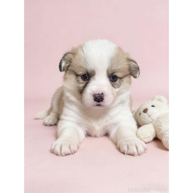 販売中の茨城県のウェルシュコーギーペンブローク-442551の1枚目