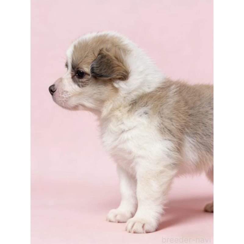 販売中の茨城県のウェルシュコーギーペンブローク-442551の3枚目