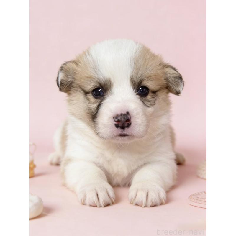 販売中の茨城県のウェルシュコーギーペンブローク-442551の2枚目