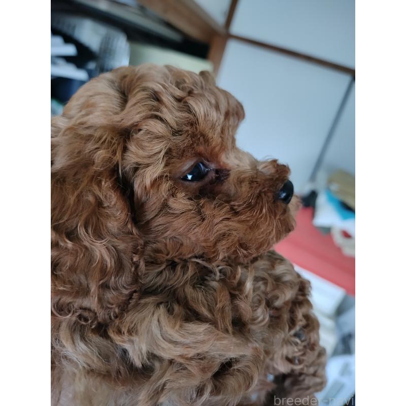 販売中の鹿児島県のトイプードル-442552の3枚目