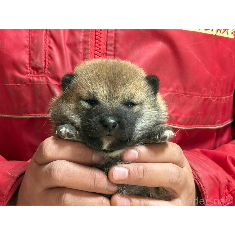 販売中の千葉県の豆柴-442549の2枚目