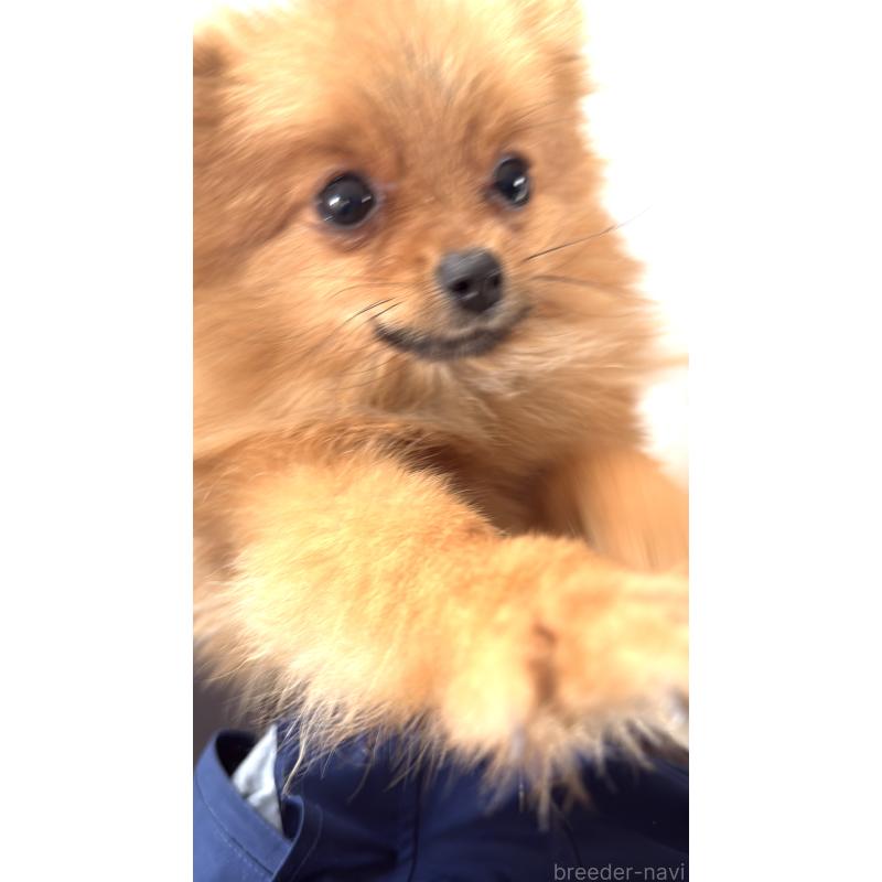 販売中の群馬県のポメラニアン-404077の2枚目