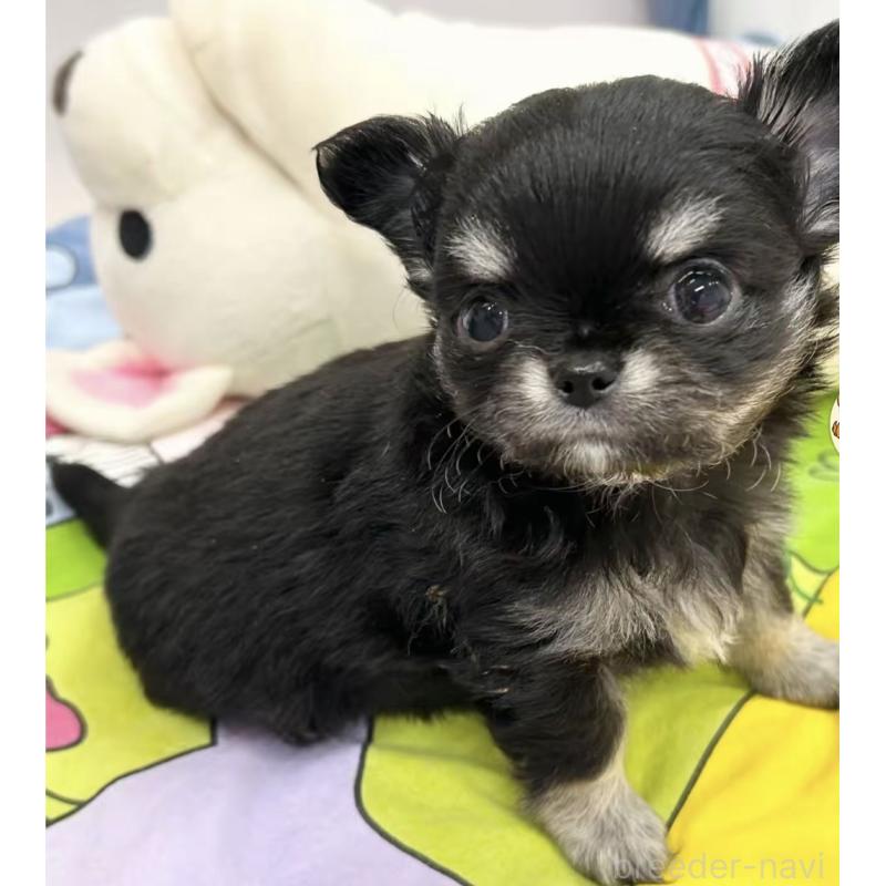 販売中の神奈川県のチワワ(ロングコート)-443033の4枚目