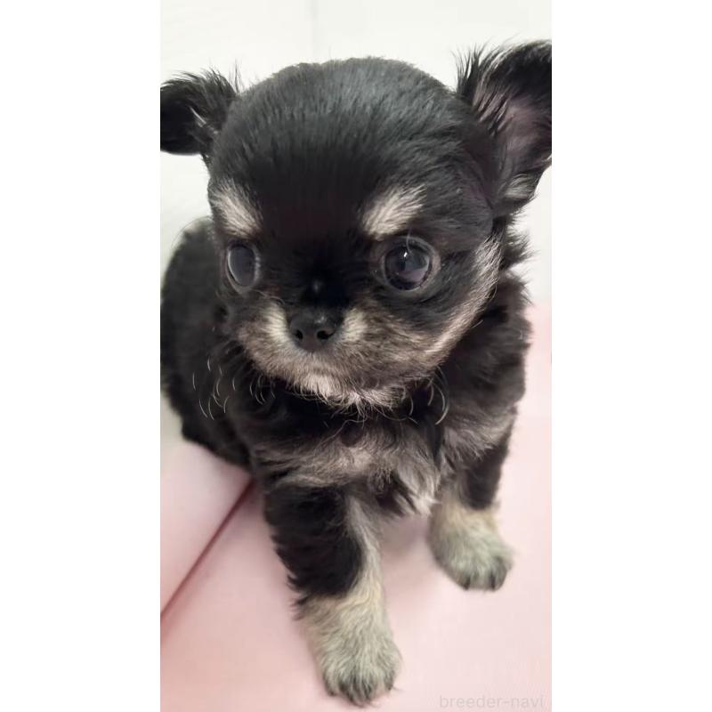 販売中の神奈川県のチワワ(ロングコート)-443033の3枚目