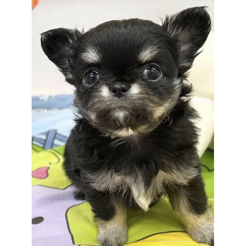 販売中の神奈川県のチワワ(ロングコート)-443033の2枚目