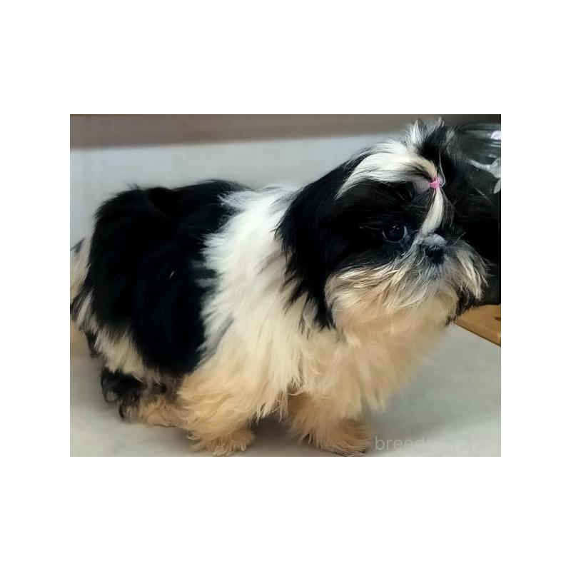 販売中の茨城県のシーズー-442555の6枚目