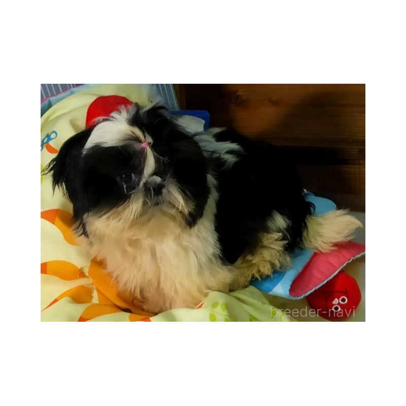 販売中の茨城県のシーズー-442555の5枚目